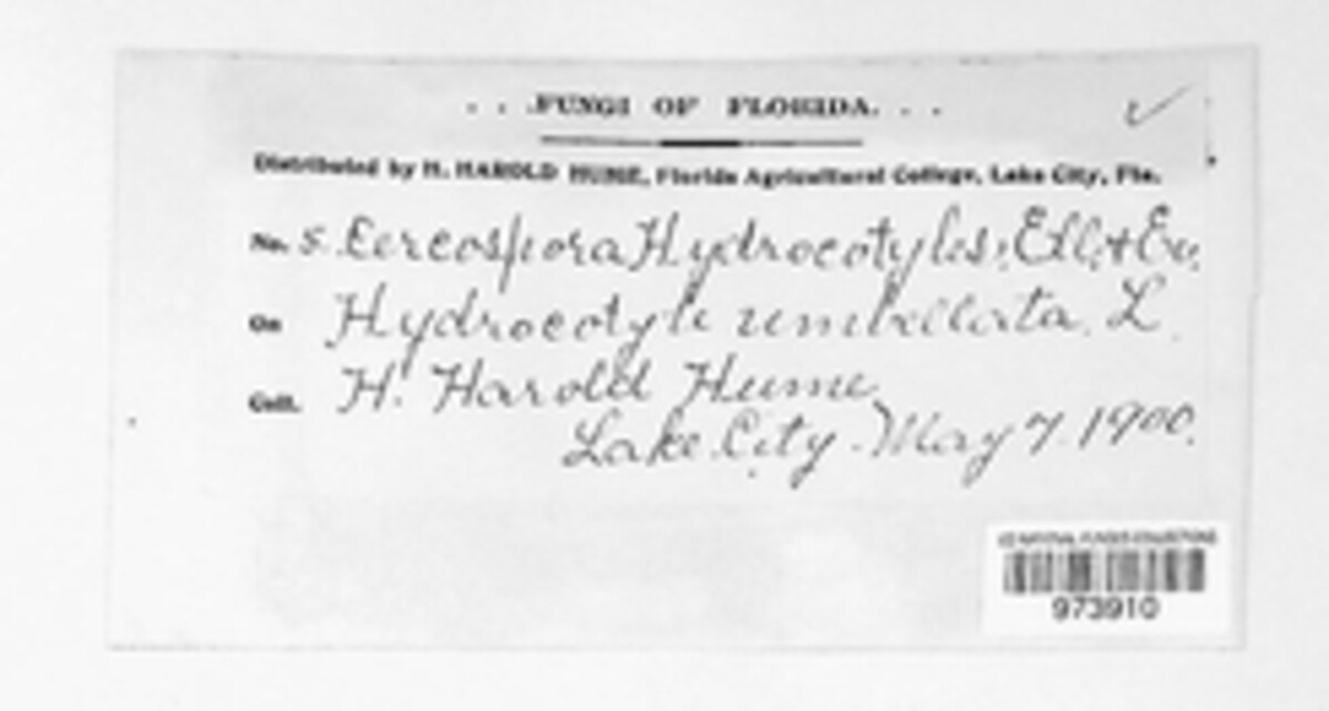 Passalora hydrocotyles image
